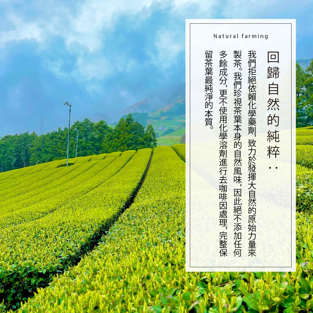 靜岡- 無咖啡因生物分解茶包系列