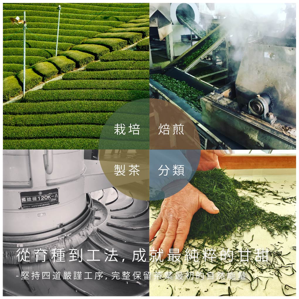 靜岡- 無咖啡因生物分解茶包系列