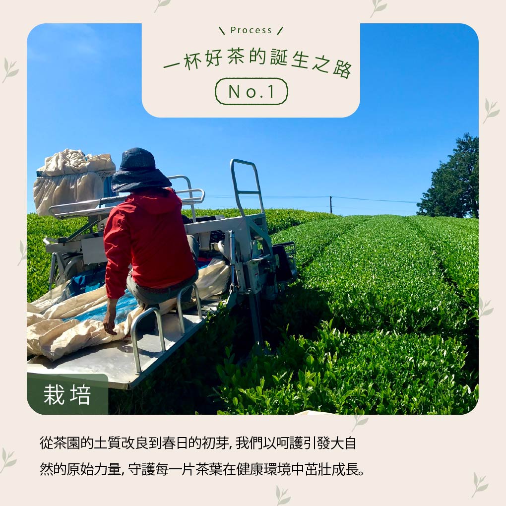 靜岡- 無咖啡因生物分解茶包系列